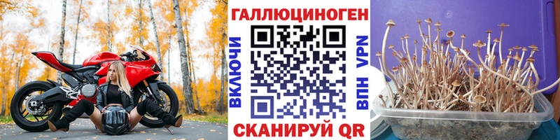 Псилоцибиновые грибы Psilocybe  Юхнов 